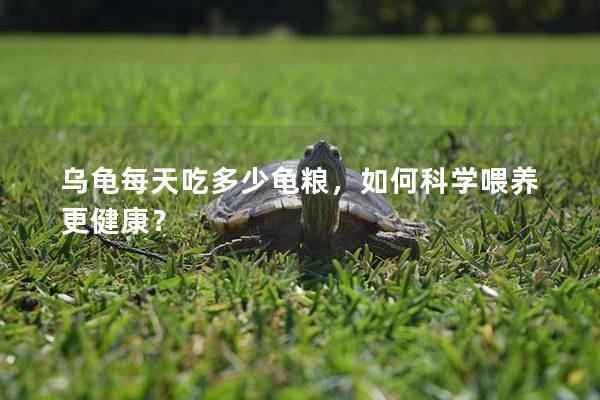 乌龟每天吃多少龟粮，如何科学喂养更健康？