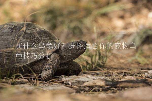 买什么乌龟好？选择适合你的宠物乌龟技巧分析