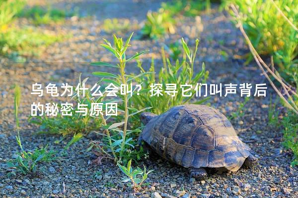 乌龟为什么会叫？探寻它们叫声背后的秘密与原因