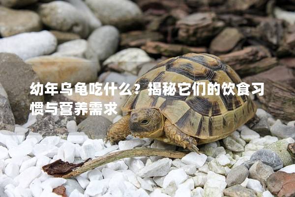 幼年乌龟吃什么？揭秘它们的饮食习惯与营养需求