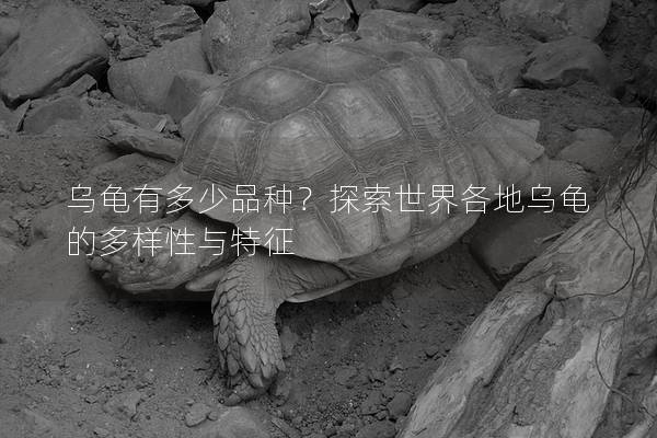 乌龟有多少品种？探索世界各地乌龟的多样性与特征