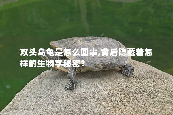 双头乌龟是怎么回事,背后隐藏着怎样的生物学秘密？
