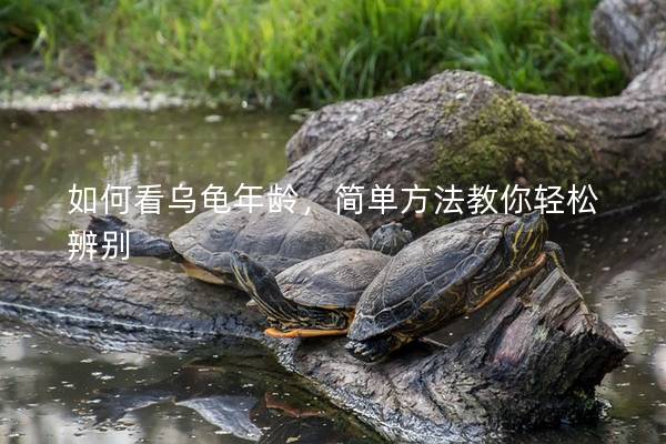 如何看乌龟年龄，简单方法教你轻松辨别