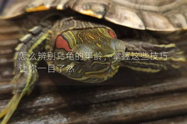 怎么辨别乌龟的年龄，掌握这些技巧让你一目了然