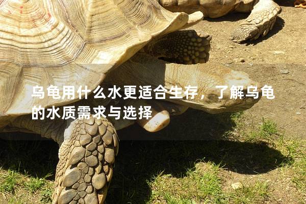 乌龟用什么水更适合生存，了解乌龟的水质需求与选择