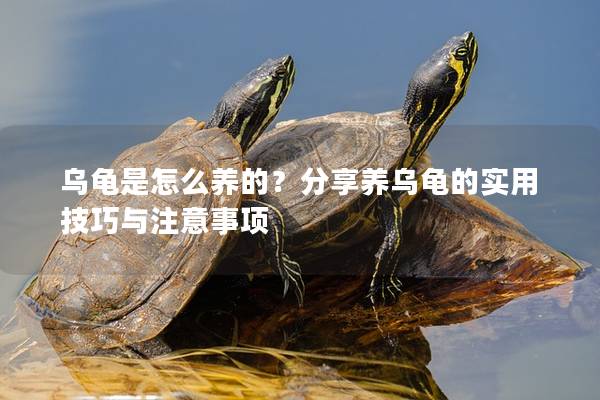乌龟是怎么养的？分享养乌龟的实用技巧与注意事项
