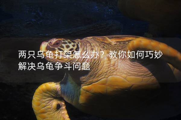 两只乌龟打架怎么办？教你如何巧妙解决乌龟争斗问题