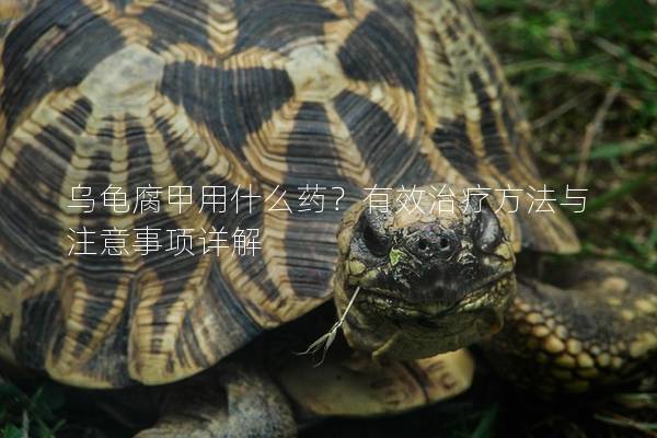 乌龟腐甲用什么药？有效治疗方法与注意事项详解
