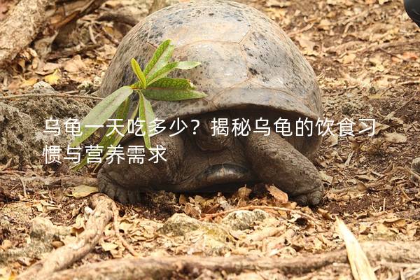 乌龟一天吃多少？揭秘乌龟的饮食习惯与营养需求