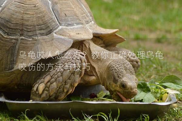 乌龟咬人怎么办？教你正确处理乌龟咬伤的方法与技巧