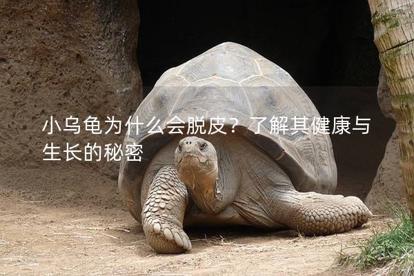 小乌龟为什么会脱皮？了解其健康与生长的秘密