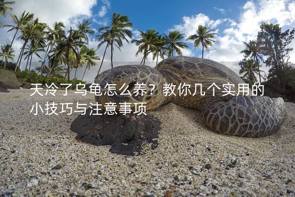 天冷了乌龟怎么养？教你几个实用的小技巧与注意事项
