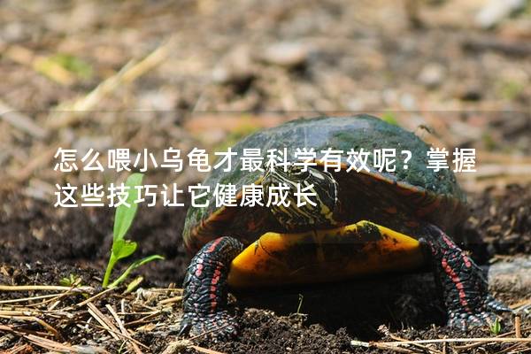 怎么喂小乌龟才最科学有效呢？掌握这些技巧让它健康成长