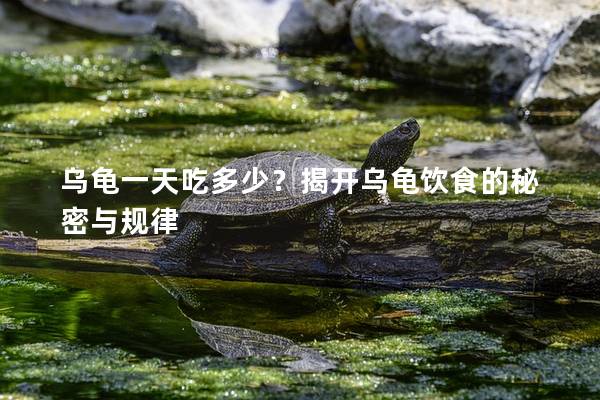 乌龟一天吃多少？揭开乌龟饮食的秘密与规律
