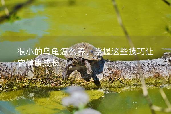很小的乌龟怎么养，掌握这些技巧让它健康成长