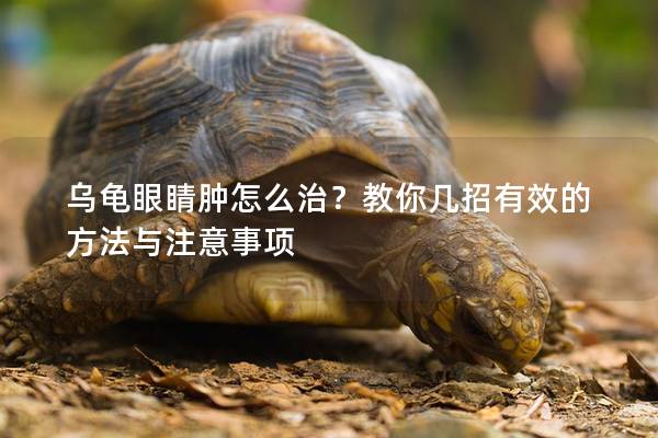 乌龟眼睛肿怎么治？教你几招有效的方法与注意事项