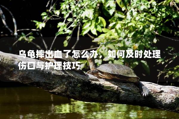 乌龟摔出血了怎么办，如何及时处理伤口与护理技巧