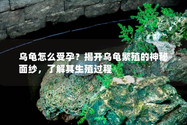 乌龟怎么受孕？揭开乌龟繁殖的神秘面纱，了解其生殖过程