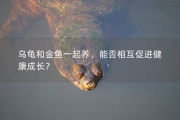 乌龟和金鱼一起养，能否相互促进健康成长？