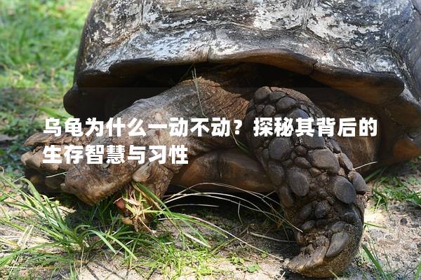 乌龟为什么一动不动？探秘其背后的生存智慧与习性
