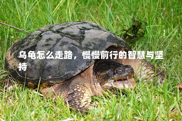 乌龟怎么走路，慢慢前行的智慧与坚持