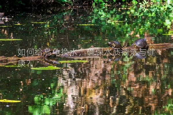 如何给乌龟换水，确保水质清洁与健康？