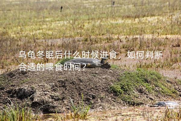 乌龟冬眠后什么时候进食，如何判断合适的喂食时间？