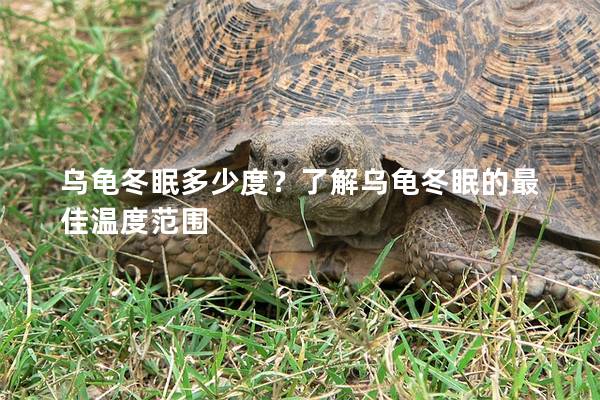 乌龟冬眠多少度？了解乌龟冬眠的最佳温度范围