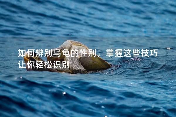 如何辨别乌龟的性别，掌握这些技巧让你轻松识别
