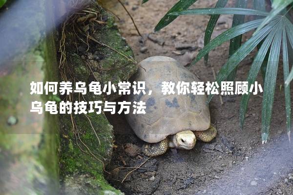如何养乌龟小常识，教你轻松照顾小乌龟的技巧与方法