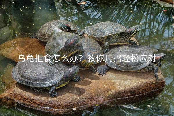 乌龟拒食怎么办？教你几招轻松应对