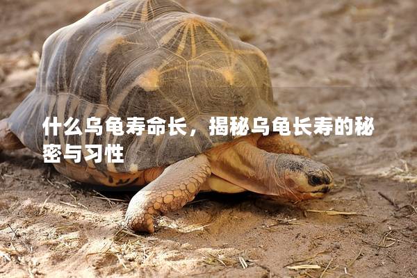 什么乌龟寿命长，揭秘乌龟长寿的秘密与习性