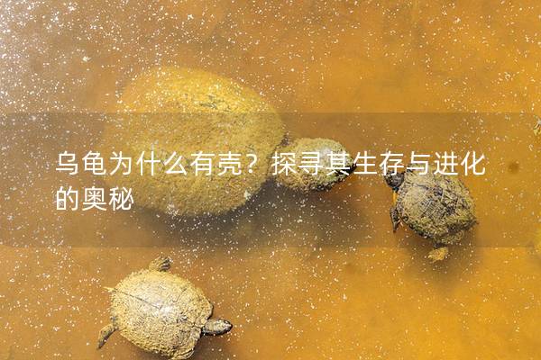 乌龟为什么有壳？探寻其生存与进化的奥秘