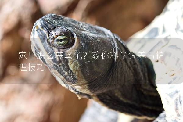 家里怎么养乌龟？教你科学饲养与护理技巧