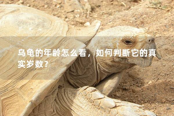 乌龟的年龄怎么看，如何判断它的真实岁数？