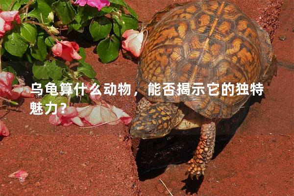 乌龟算什么动物，能否揭示它的独特魅力？