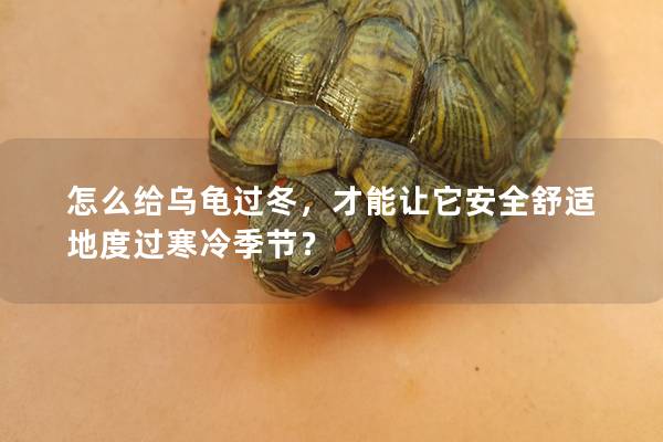怎么给乌龟过冬，才能让它安全舒适地度过寒冷季节？
