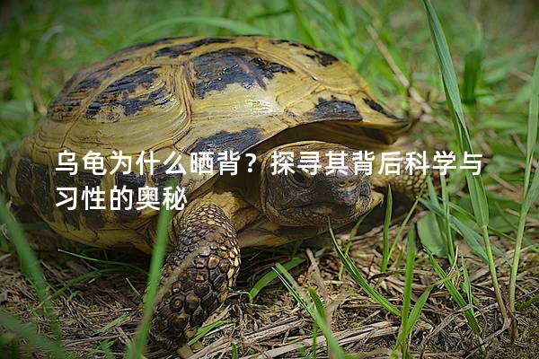 乌龟为什么晒背？探寻其背后科学与习性的奥秘