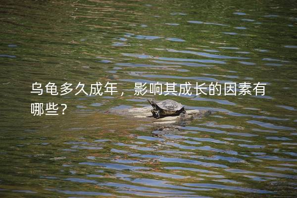 乌龟多久成年，影响其成长的因素有哪些？