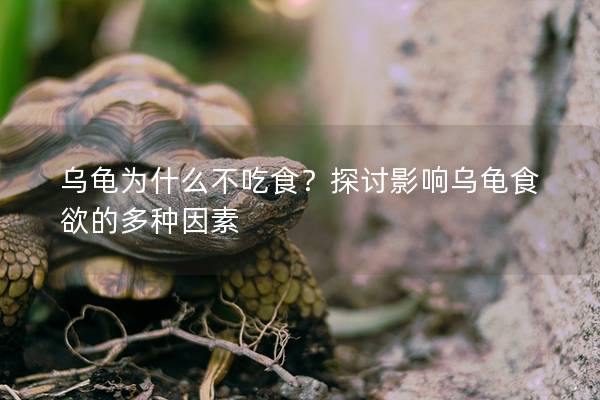 乌龟为什么不吃食？探讨影响乌龟食欲的多种因素