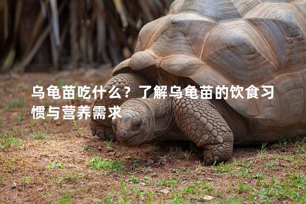 乌龟苗吃什么？了解乌龟苗的饮食习惯与营养需求