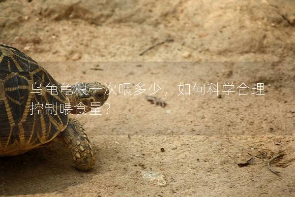 乌龟龟粮一次喂多少，如何科学合理控制喂食量？