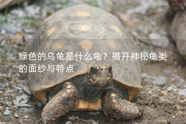 绿色的乌龟是什么龟？揭开神秘龟类的面纱与特点