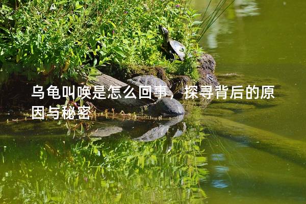 乌龟叫唤是怎么回事，探寻背后的原因与秘密