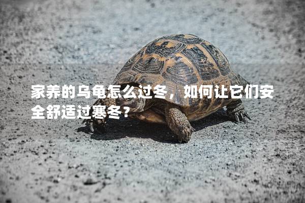 家养的乌龟怎么过冬，如何让它们安全舒适过寒冬？