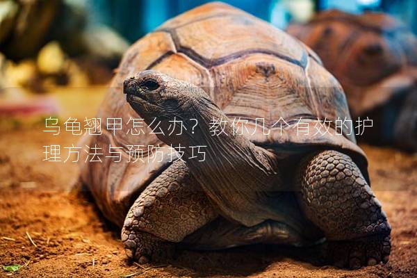 乌龟翘甲怎么办？教你几个有效的护理方法与预防技巧