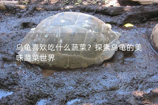 乌龟喜欢吃什么蔬菜？探索乌龟的美味蔬菜世界