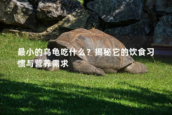 最小的乌龟吃什么？揭秘它的饮食习惯与营养需求