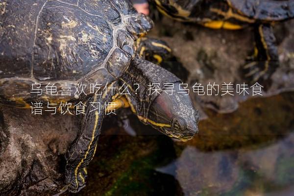 乌龟喜欢吃什么？探寻乌龟的美味食谱与饮食习惯