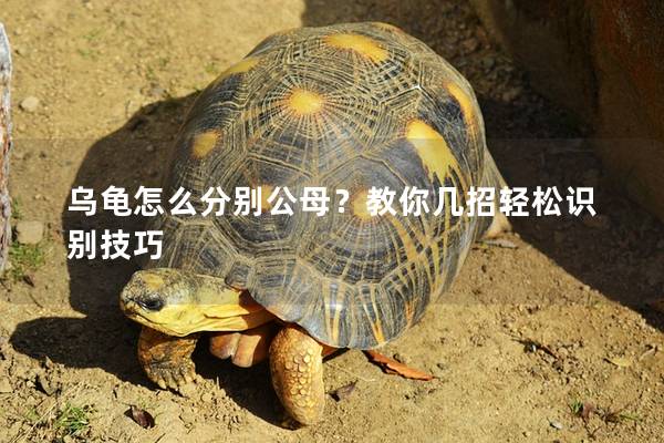 乌龟怎么分别公母？教你几招轻松识别技巧
